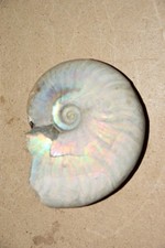 ammonite Aioloceras besairiei