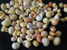 Lot de 103 petits coquillages