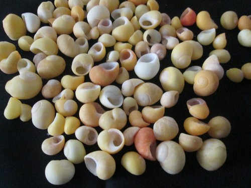 Lot 103 petits coquillages - lot,