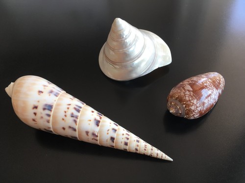 Coquillages collection - de,