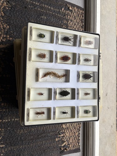 Lot boîtes insectes - 6,