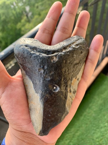 Dent megalodon 13 cm - megalodon, 13 cm
