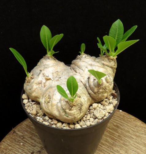 Pachypodium brevicaule