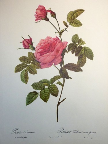 Re013 redouté rose gravure - ,