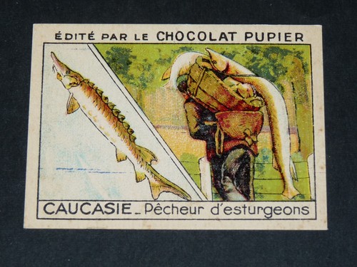 Chromo chocolat pupier asie - chocolat,