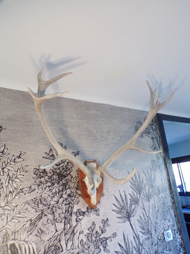 Grand trophée cerf - grand,