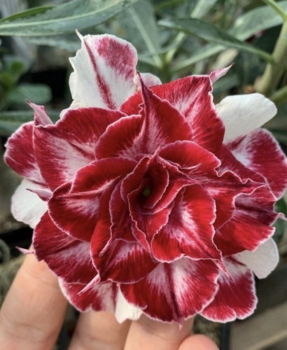 Black amaryllis adenium - black,