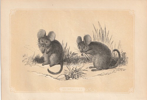 Chinchilla longue queue - chinchilla,