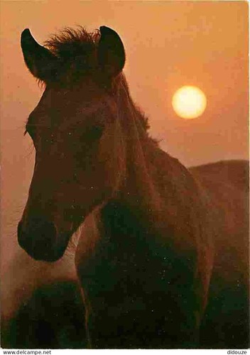 Postcard animals horses - horses,