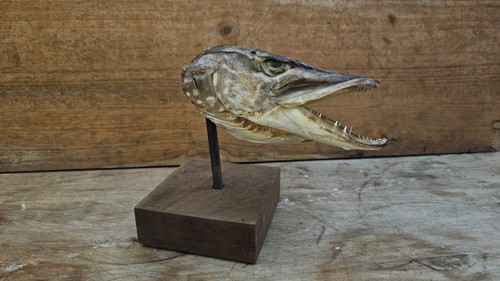 Tête brochet naturalisée - de,