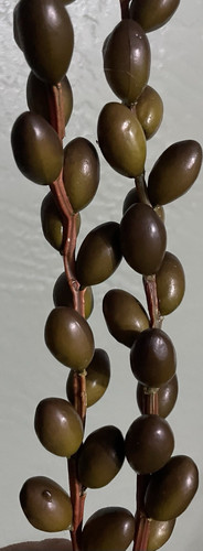 Artificial olives decor twig - olives,
