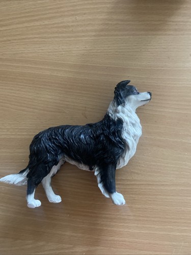 Border collie h - h, 12,5