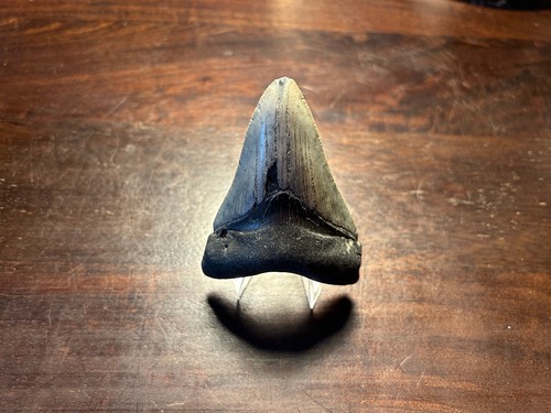 Dent megalodon fossile 100%