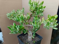Cactus, plantes grasses : crassula ovata "Gollum reversa variegata" , 5/6 cm