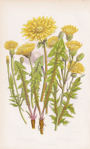 Fleurs crepis foetida - de,