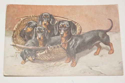 Teckels panier chiens - teckels,