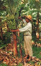 CP MARTINIQUE BANANIER ET SON REGIME - 6587