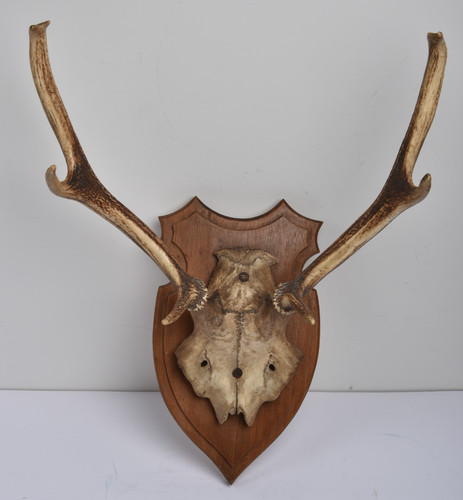 Bois cerf trophée - bois, de