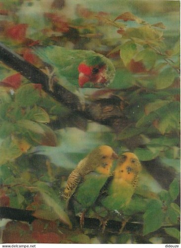 Postcard animals birds - postcard,