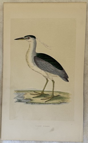 Morris night heron - night, nitticora