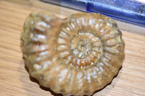 Ammonite beaniceras luridum - ammonite,