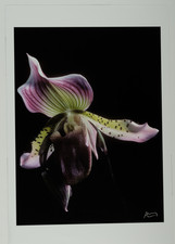 Francis Apesteguy, Paphiopedilum acmodontum orchid vintage print. Signature en