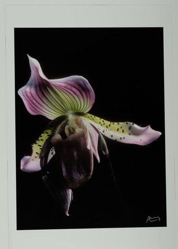 Francis apesteguy orchidée - francis,