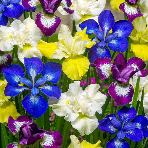 Bulbes iris rustiques de - rustiques,