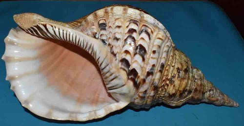 Sea shell ranellidae - -,