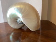 gros Coquillage nautile nacré