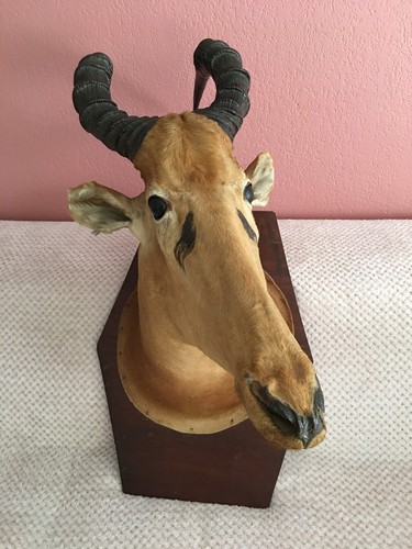 Taxidermie beau bubale - beau,