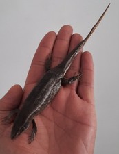 curiosité , taxidermie : Lezard Eutropis Naturalisé