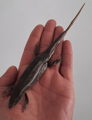 Curiosité taxidermie - curiosité, ,