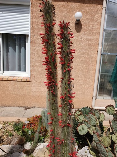 Cactus cierge cleistocactus - cactus,