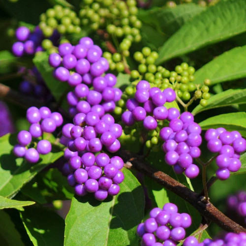 Callicarpa dichotoma issaï - callicarpa, 'issaï'