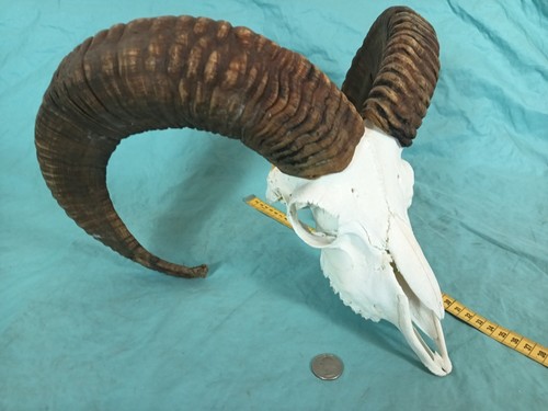 Bighorn mouflon mountain - mountain, ram