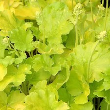 Heuchera 'Blondie in Lime' -