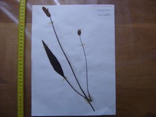 Annees 50 PLANCHE d'HERBIER du Gard Herbarium Planche Naturelle 34