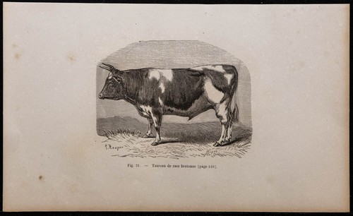 1860 taureau de race - 1860,