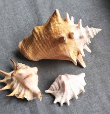 Ancien Lot De Coquillages