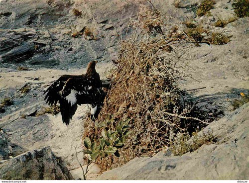Carte postale animaux - carte,