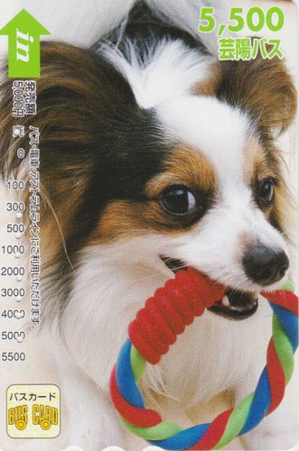 Carte japon animal chien - -,
