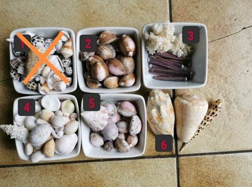 Coquillages coraux - coquillages,