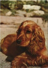 CPA AK Cocker Irlandais DOG (1178869)