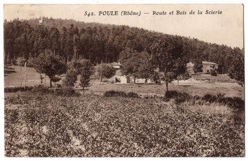 Cpa poule 542 - poule,