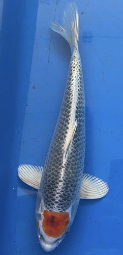 Inch tancho kujaku imported - inch,
