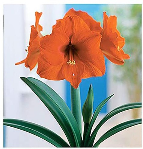 Large amaryllis bulb for - large,
