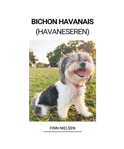 Bichon havanais havaneseren - bichon, [havaneseren]