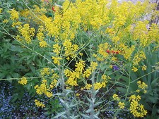 + 50 GRAINES D'ISATIS