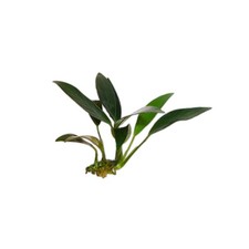 Anubias Afzelii (Bare Root)